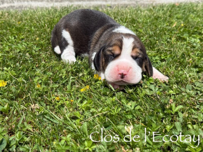 Chiot N°1