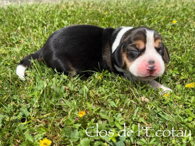 Chiot N°5