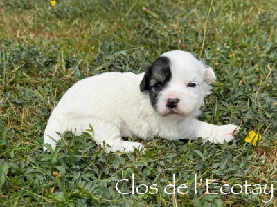 Chiot N°2
