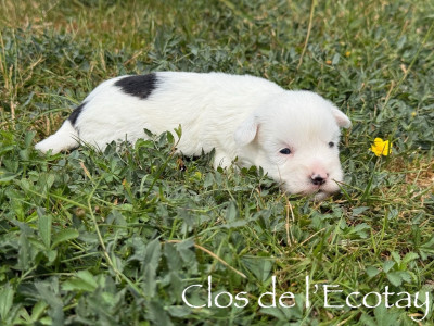 Chiot N°3