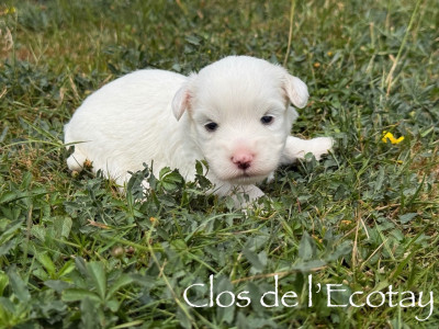 Chiot N°4