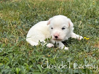 Chiot N°5