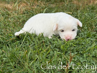 Chiot N°2
