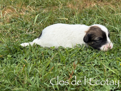 Chiot N°4