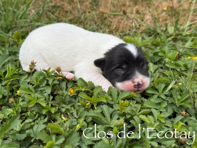 Chiot N°1
