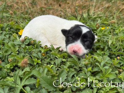 Chiot N°5