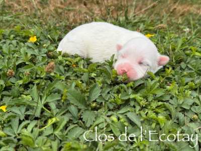 Chiot N°6