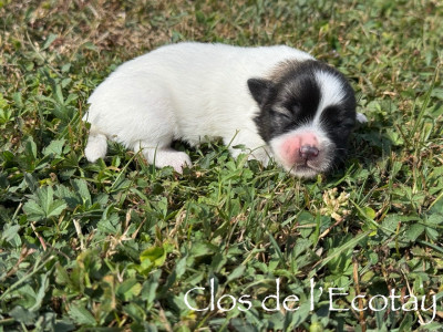 Chiot N°7
