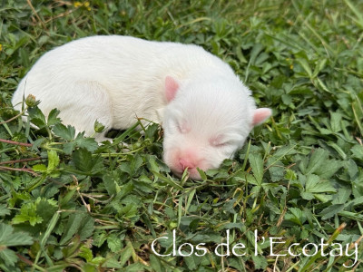 Chiot N°1