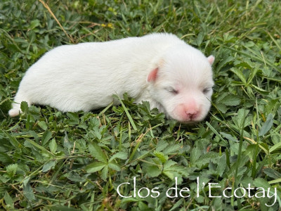 Chiot N°3