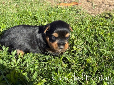 Chiot N°3