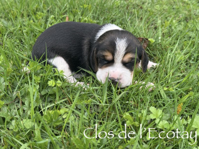 Chiot N°1