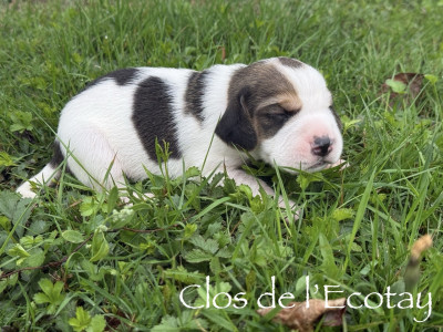Chiot N°3