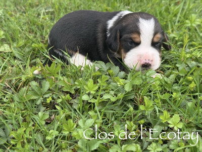 Chiot N°4