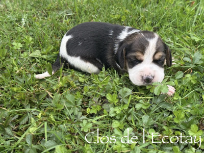 Chiot N°7
