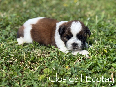 CHIOT 2