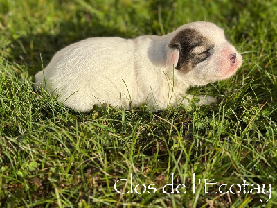 CHIOT 2