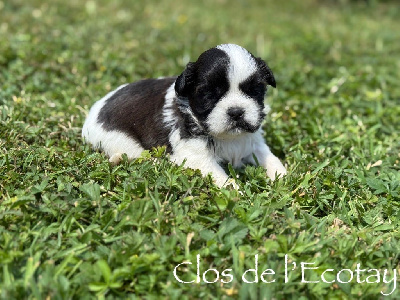 CHIOT 1