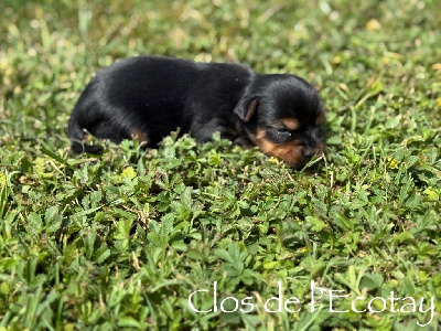 CHIOT 2