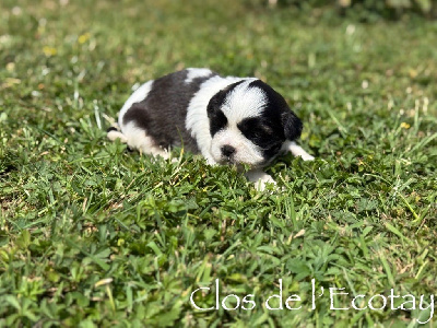 CHIOT 5