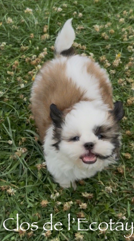 Du Clos De L'Ecotay - Chiots disponibles - Shih Tzu