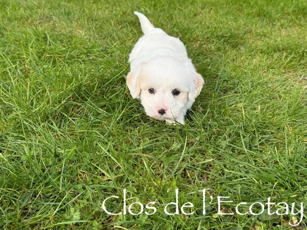 Du Clos De L'Ecotay - Chiots disponibles - Coton de Tulear