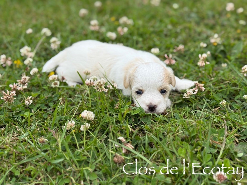 Du Clos De L'Ecotay - Chiots disponibles - Coton de Tulear