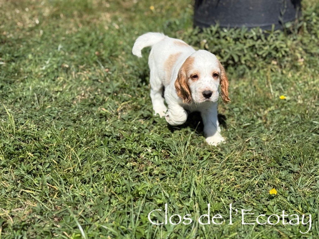 Du Clos De L'Ecotay - Cocker Spaniel Anglais - Portée née le 10/07/2025