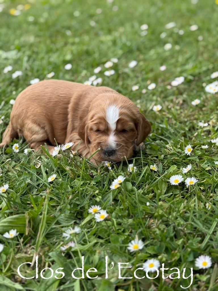 Du Clos De L'Ecotay - Chiots disponibles - Cocker Spaniel Anglais