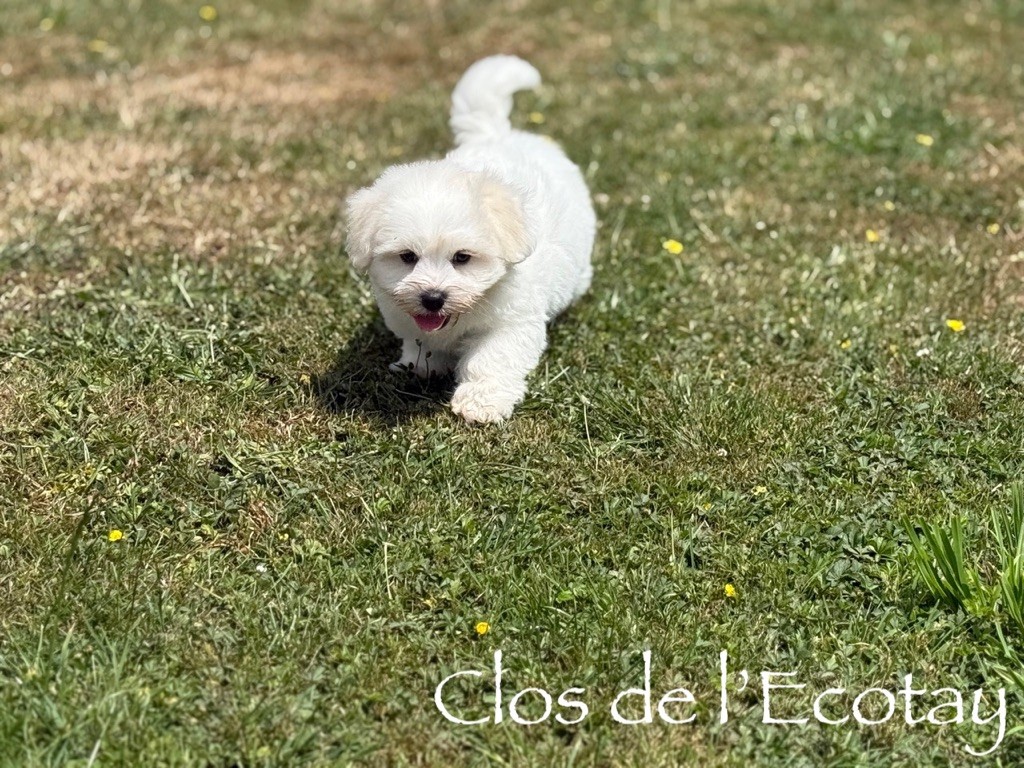 Du Clos De L'Ecotay - Chiots disponibles - Coton de Tulear
