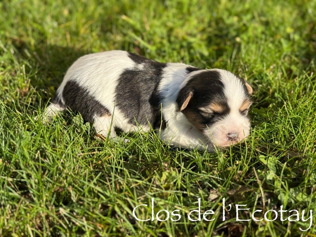 Du Clos De L'Ecotay - Chiots disponibles - Coton de Tulear