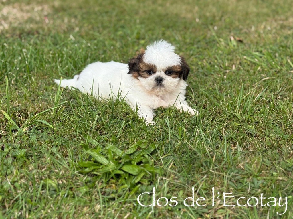 Du Clos De L'Ecotay - Shih Tzu - Portée née le 22/07/2025