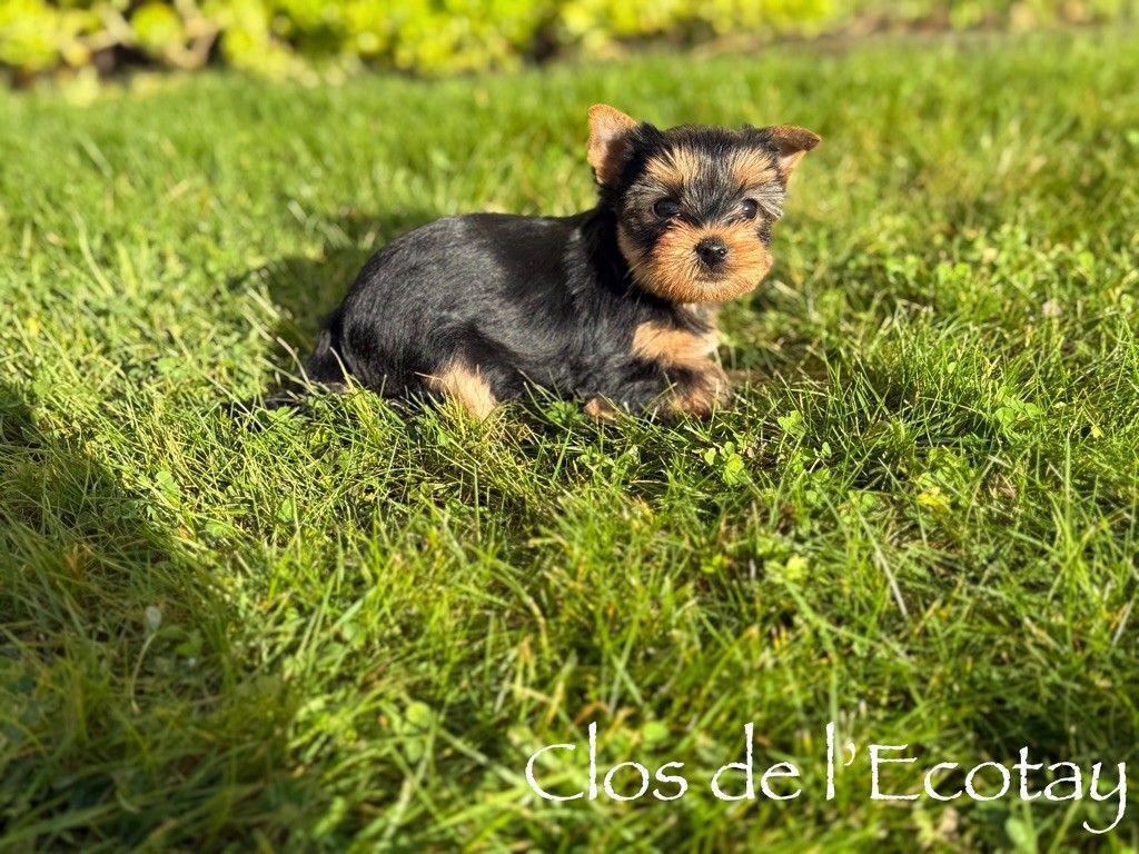 Du Clos De L'Ecotay - Chiots disponibles - Yorkshire Terrier