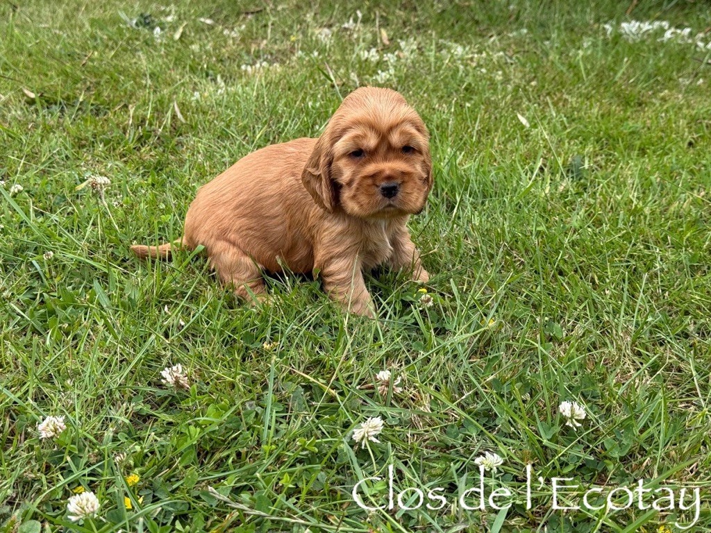 Du Clos De L'Ecotay - Cocker Spaniel Anglais - Portée née le 14/05/2025