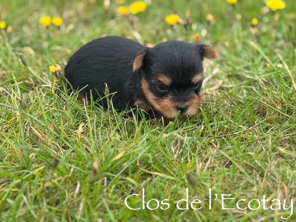 Du Clos De L'Ecotay - Chiots disponibles - Yorkshire Terrier