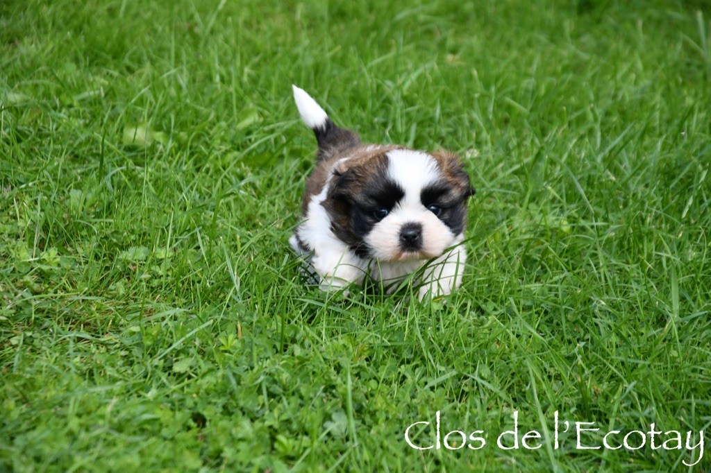 Du Clos De L'Ecotay - Shih Tzu - Portée née le 28/08/2024