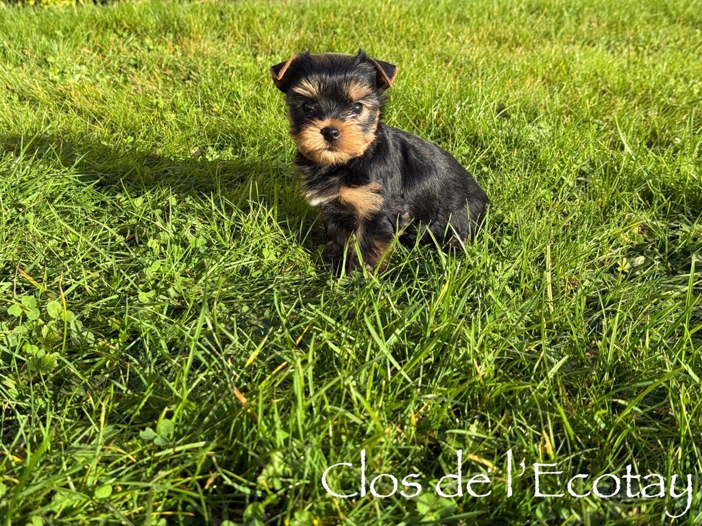 Du Clos De L'Ecotay - Chiots disponibles - Yorkshire Terrier