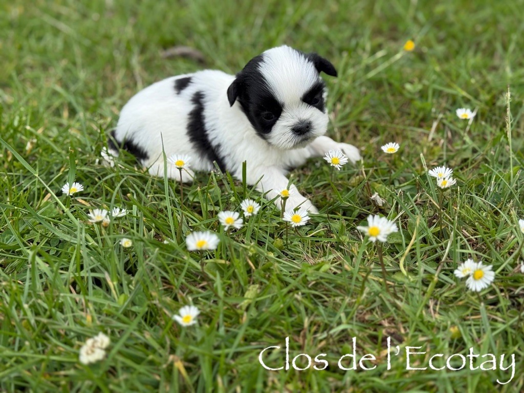 Du Clos De L'Ecotay - Chiots disponibles - Shih Tzu