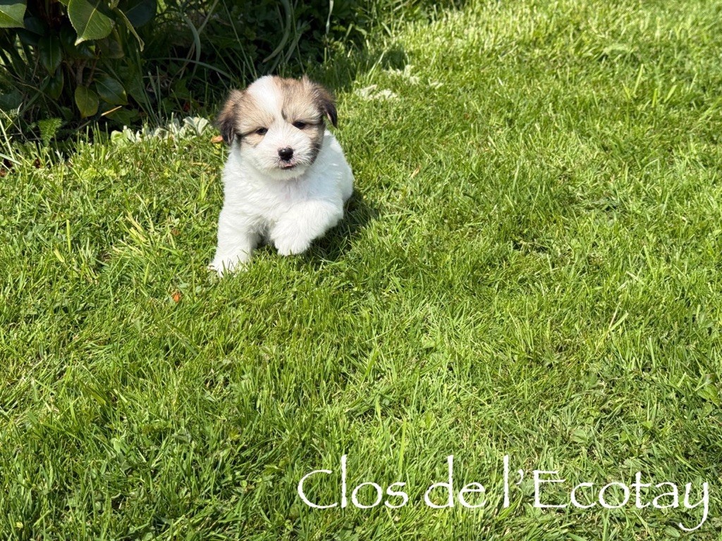 Du Clos De L'Ecotay - Chiots disponibles - Coton de Tulear