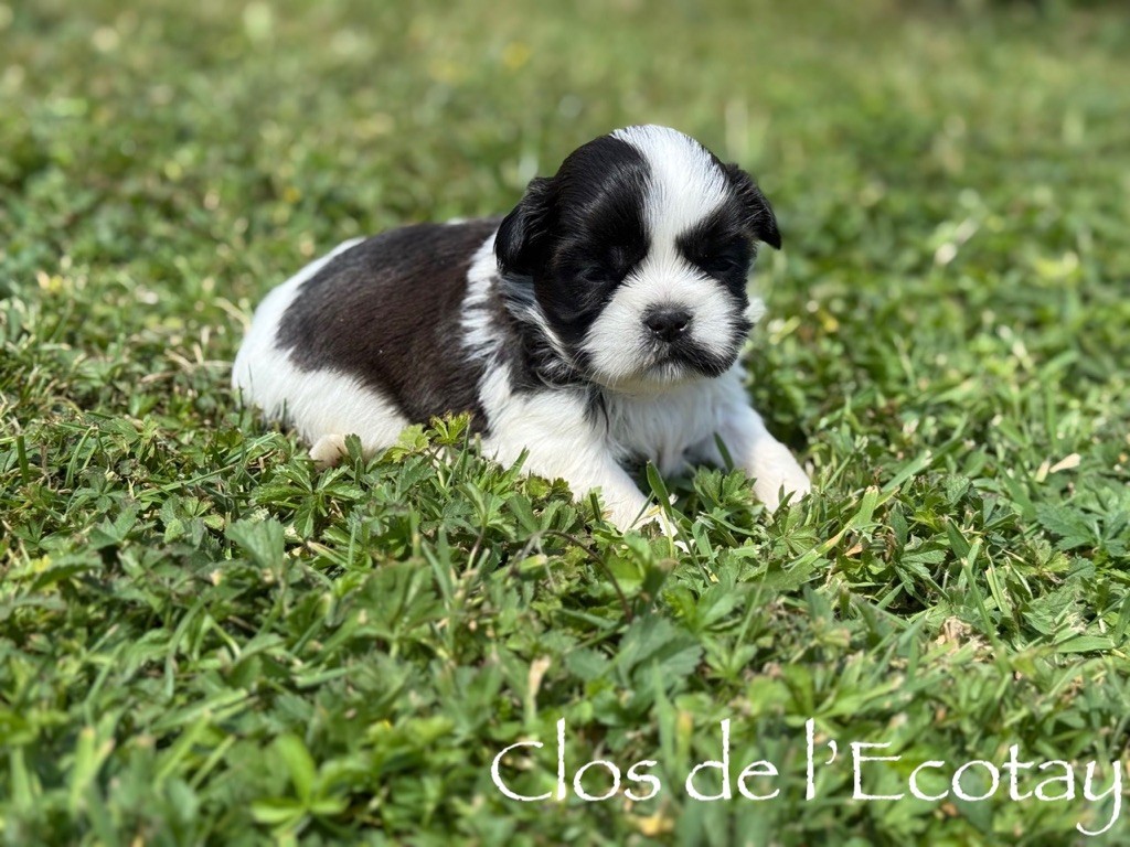 Du Clos De L'Ecotay - Chiots disponibles - Shih Tzu