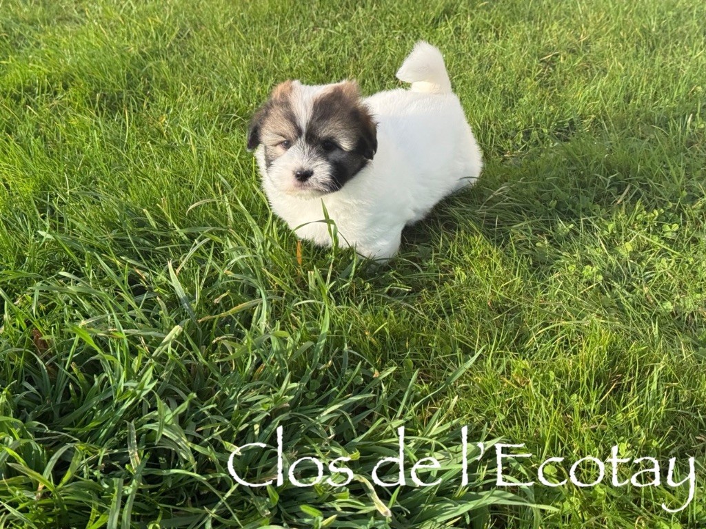 Du Clos De L'Ecotay - Chiots disponibles - Coton de Tulear