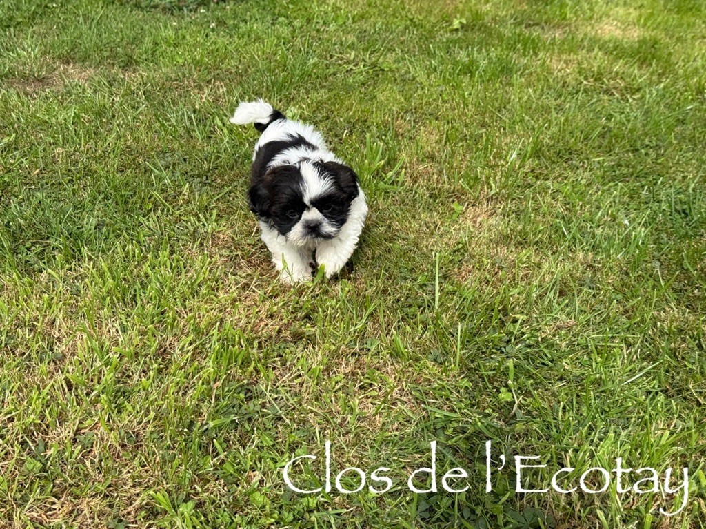 Du Clos De L'Ecotay - Shih Tzu - Portée née le 10/06/2025