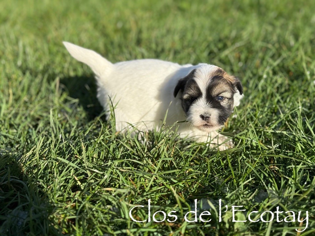 Du Clos De L'Ecotay - Chiots disponibles - Coton de Tulear