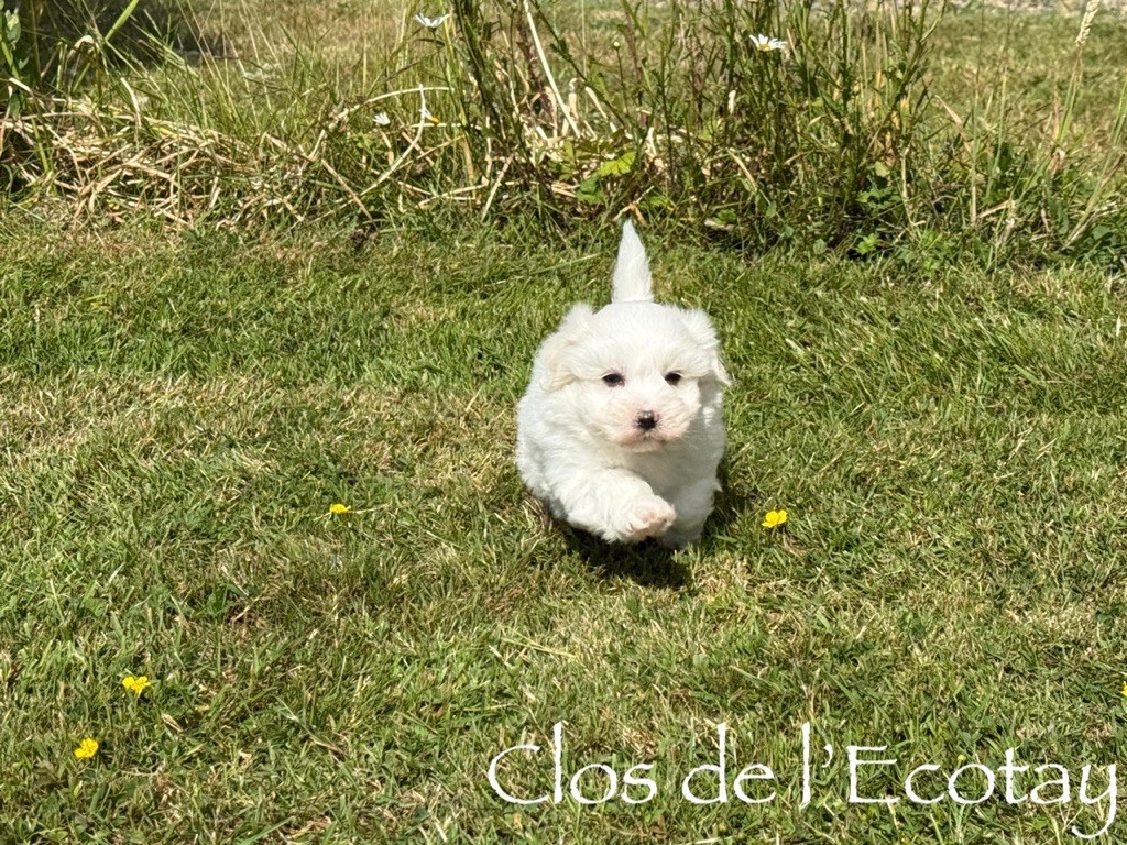 Du Clos De L'Ecotay - Chiots disponibles - Coton de Tulear