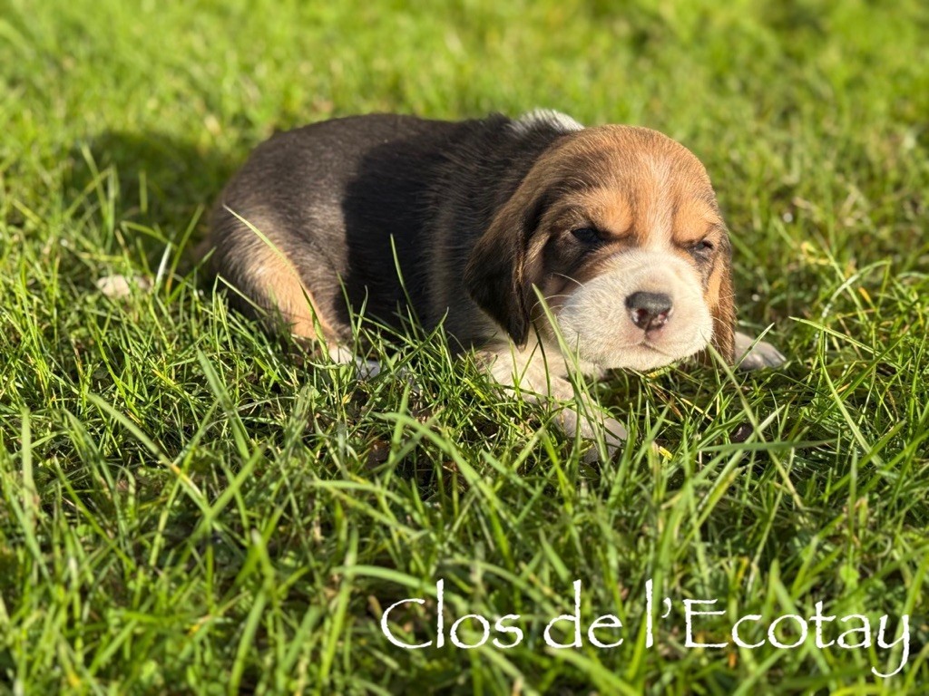 Du Clos De L'Ecotay - Chiots disponibles - Beagle