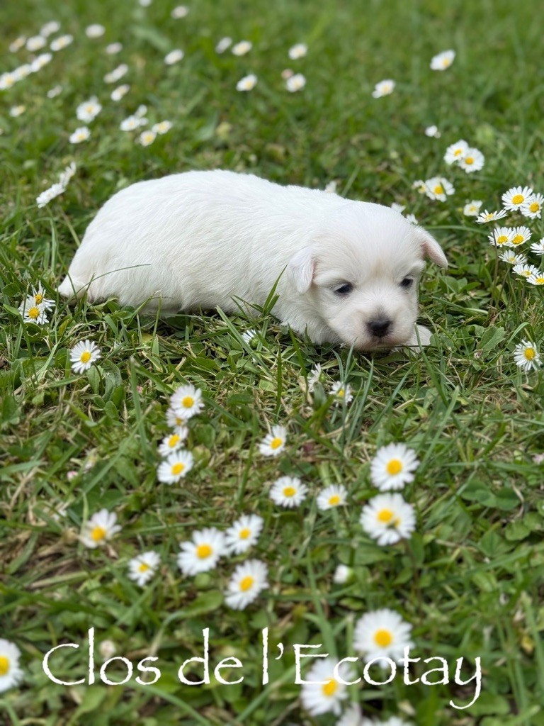 Du Clos De L'Ecotay - Chiots disponibles - Coton de Tulear