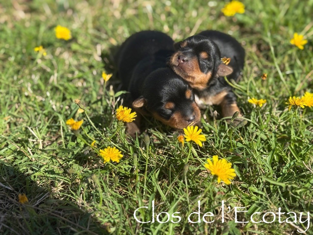 Du Clos De L'Ecotay - Chiots disponibles - Yorkshire Terrier