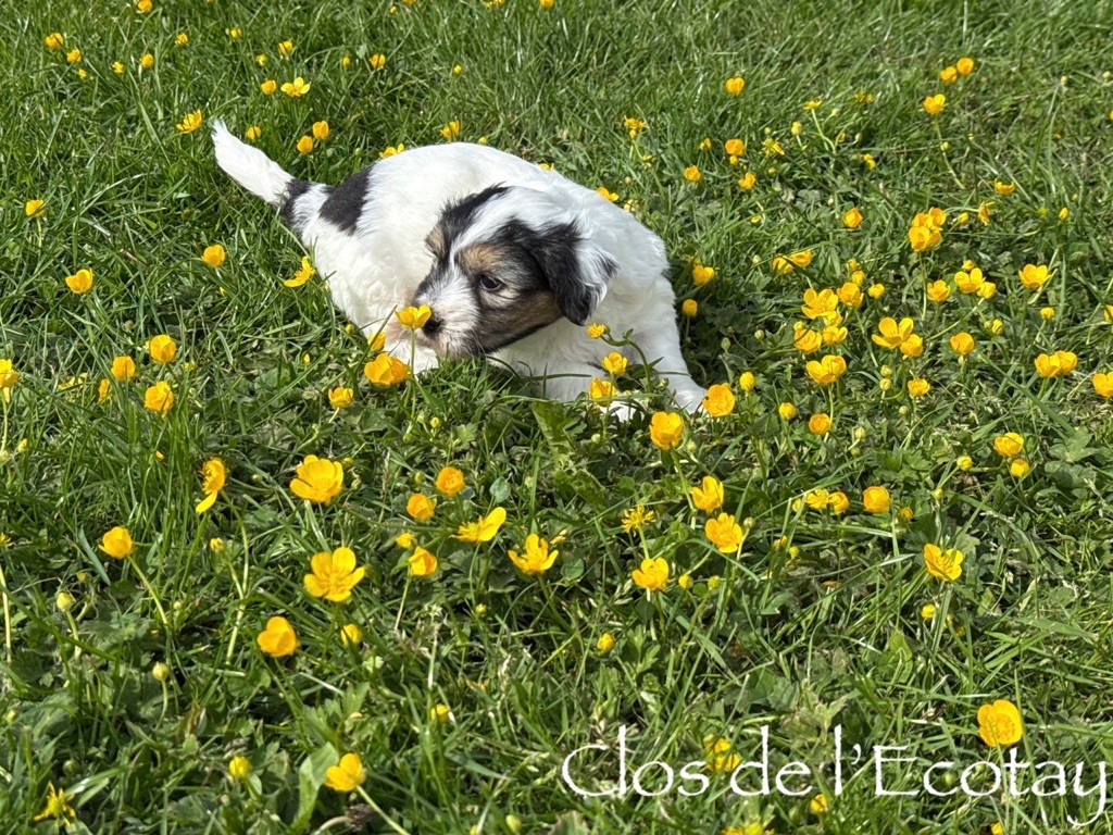 Du Clos De L'Ecotay - Coton de Tulear - Portée née le 02/04/2025