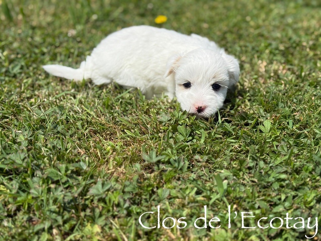 Du Clos De L'Ecotay - Chiots disponibles - Coton de Tulear