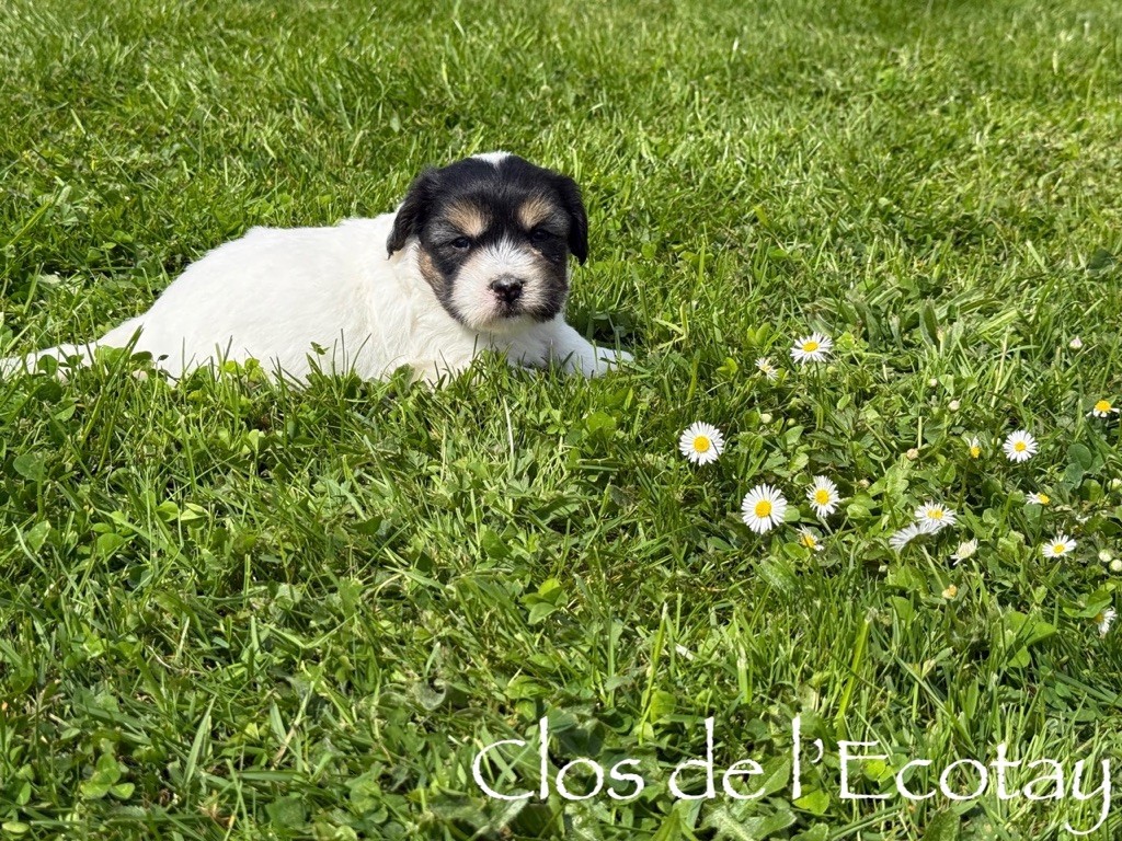 Du Clos De L'Ecotay - Chiots disponibles - Coton de Tulear